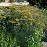 Bronze Fennel